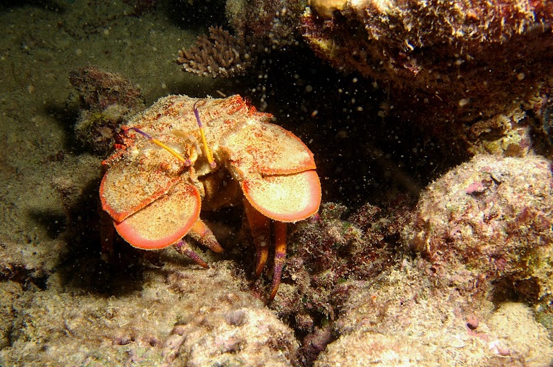 Scyllarides squamosus. Heron Island. 1m.