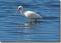 American White Ibis, Crystal Beach, Fl