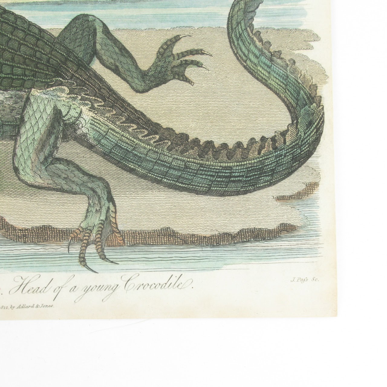 19th C. Reptile & Amphibian Engraved Bookplate Trio