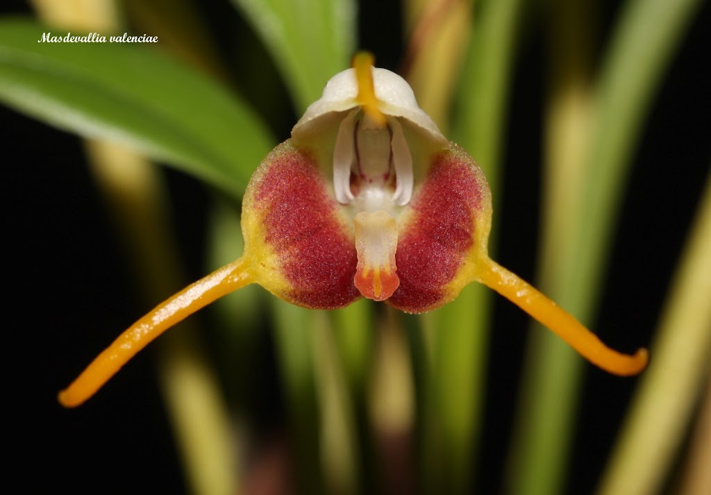 Masdevallia valenciae IMG_8807B%252520%252528Large%252529