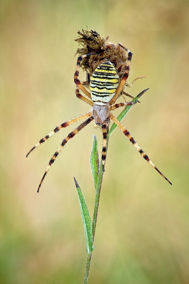 Argiope Frelon... IMG_9853