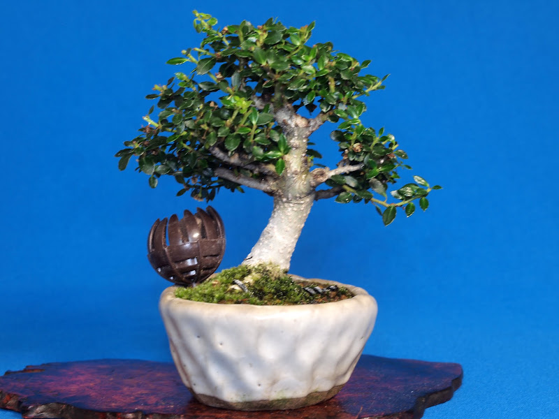 盆栽日記: 屋久島姫柘植