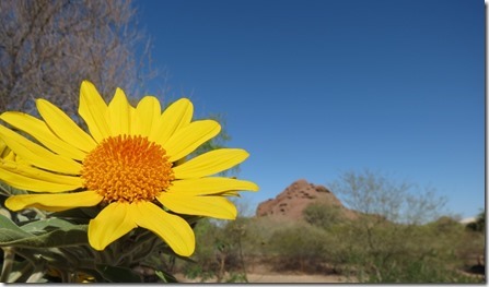 suncity_az_desert_bot_gd8_thumb1