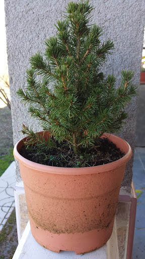 Trasplante picea 2014-01-29%252015.20.33