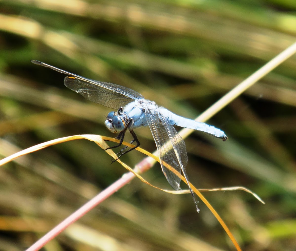 Southern skimmer