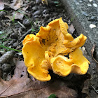 Chanterelle mushroom