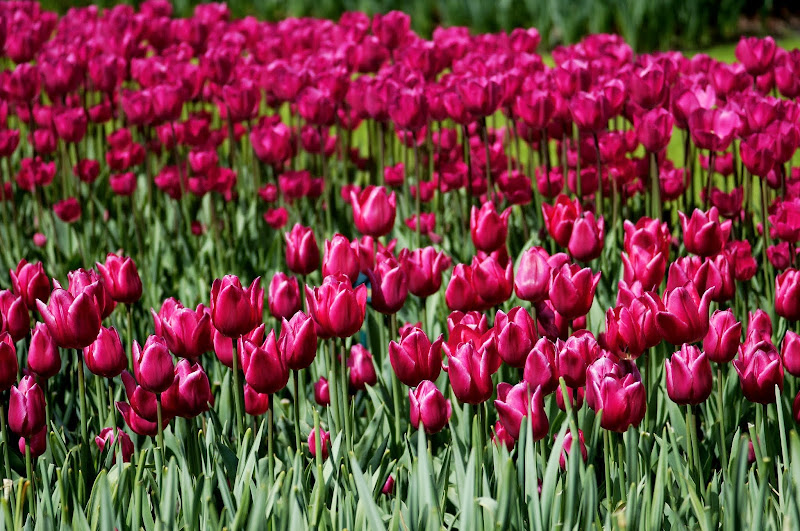 Tulip merah jingga