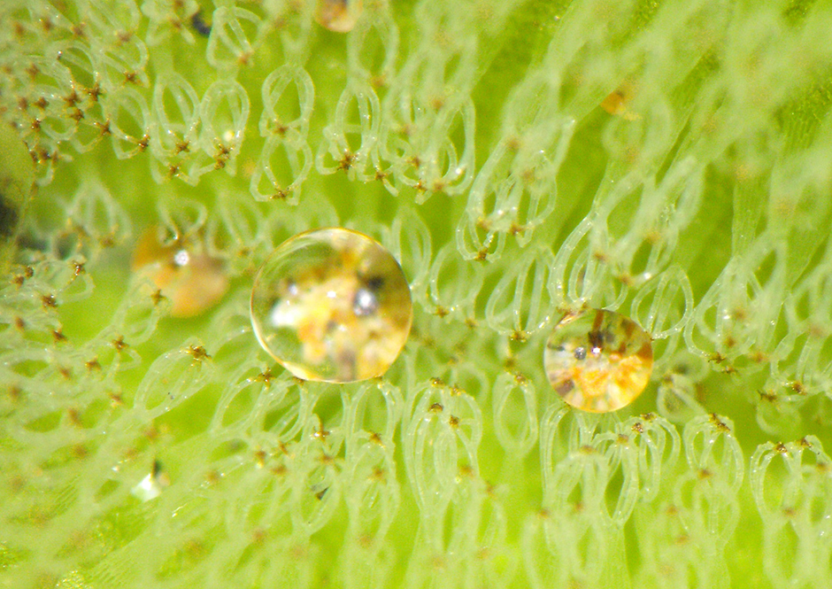 Сальвиния врожденная (Salvinia adnata)