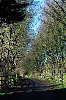 walk 04 Tree Lined Path 