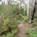 Track surrounded by ferns (108001)