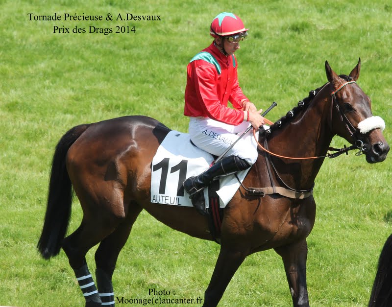 Photos Auteuil 8-06-2014  IMG_1760