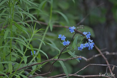 Forget me knots