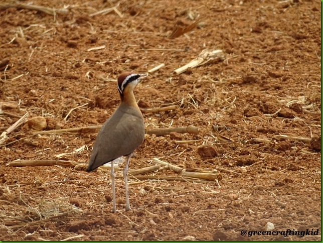 Indian Courser