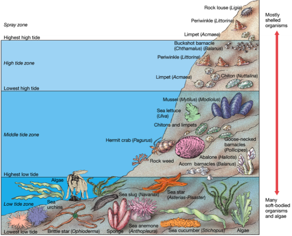 파일:external/jtmarinescience2.wikispaces.com/Rocky_Shore_Zonation.png