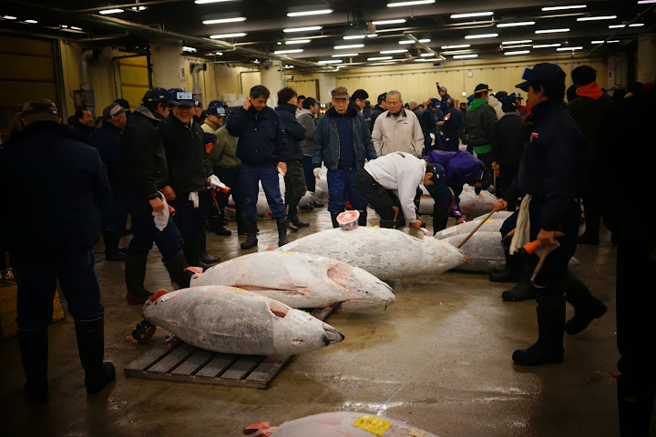 sold tuna at tsukiji fish market