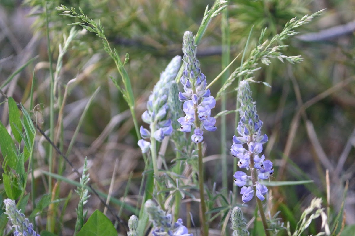 Silvery lupine