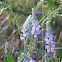 Silvery lupine