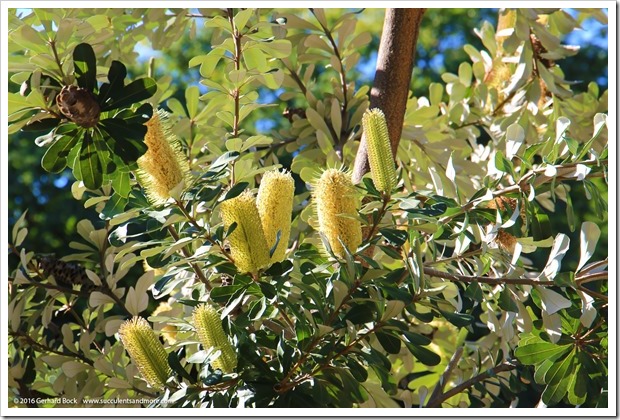 161127_UCDA_Banksia-integrifolia_005