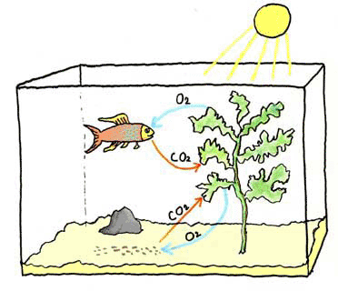 Vong tuan hoan khi Oxy O2, Cacbonic CO2 trong be ca