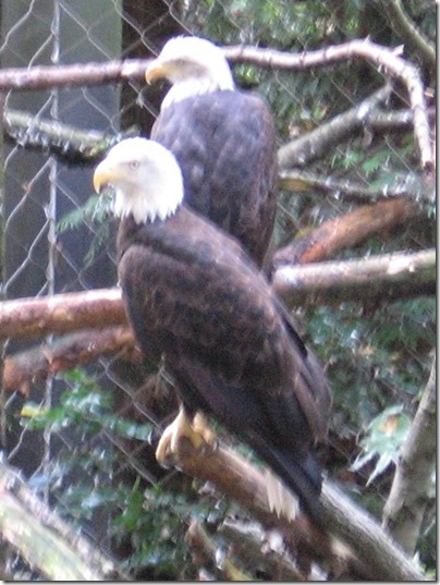 IMG_0160 Bald Eagles at the Oregon Zoo in Portland, Oregon on November 10, 2009