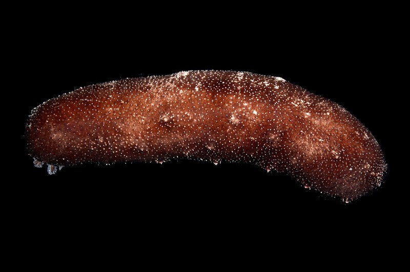 Holothuria whitmaei. Kosrae, Federated States of Micronesia.