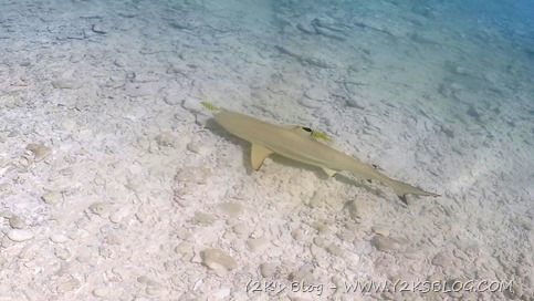 Pinna nera e pescetti gialli - Rangiroa