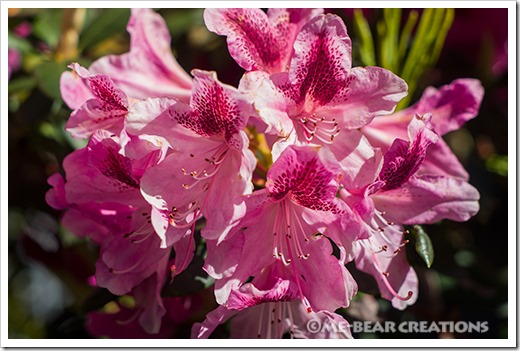 Rhododendron