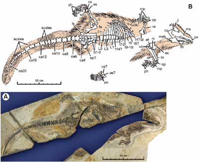 파일:external/scienceblogs.com/i-3ee0115b5f55970b164534333a795964-castorocauda_fossil.jpg