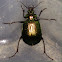 Green Carab Beetle