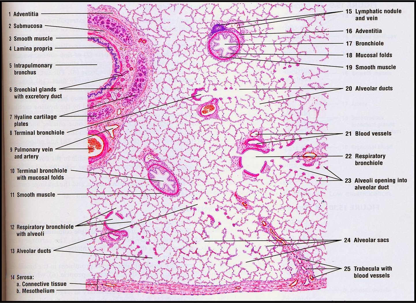 Respiratory System