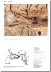 070 Nervos da _rbita