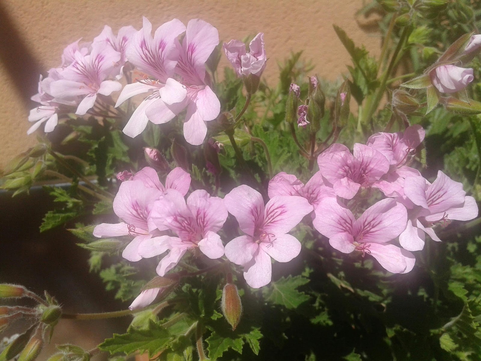 Alegr A En Tus Manos Pelargonia O El Geranio De La Citronela