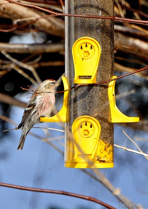 10. redpoll-kab