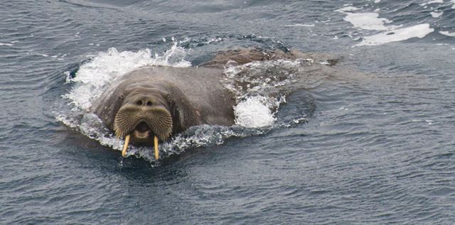 A walrus swims in the Beaufort Sea off Alaska, 22 July 2017. Photo: Petty Officer 2nd Class Nathan Littlejohn / U.S. Coast Guard