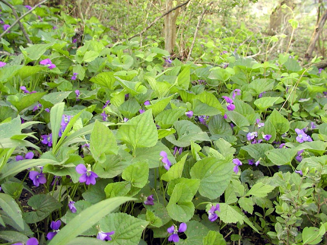 patch of blue violets along little river