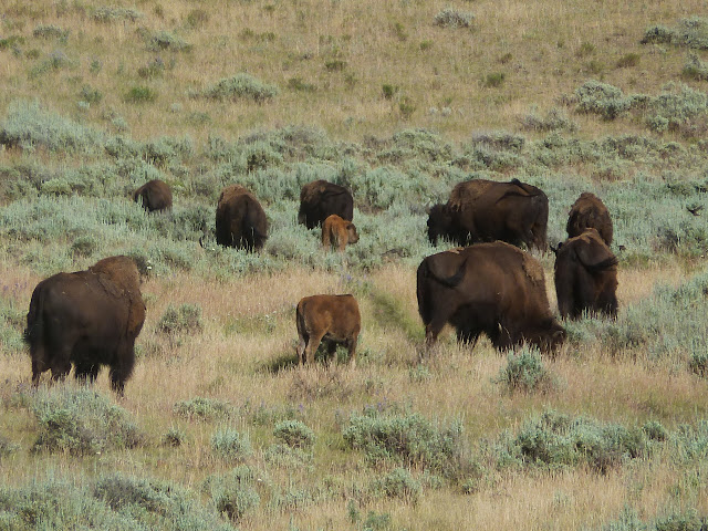 Mammoth Hot Springs. Valle de Lamar. Calcite Springs. Tower Falls. 12 Julio - LAS ROCOSAS DE CANADA. YELLOWSTONE Y GRAND TETON. (36)