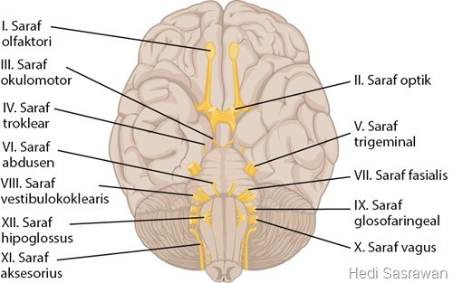 12 saraf kranial