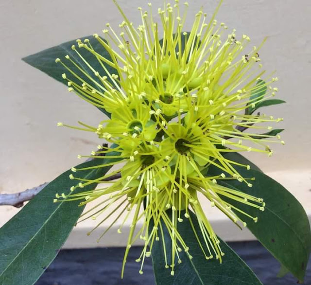 Xanthostemon chrysanthus (F.Muell.) BenthFamily: Myrtaceae Trivandrum Kerala India