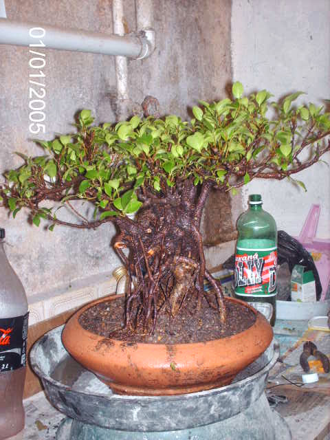 Ficus Microcarpa do Roberto Teixeira... PICT1703