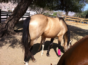 horses
