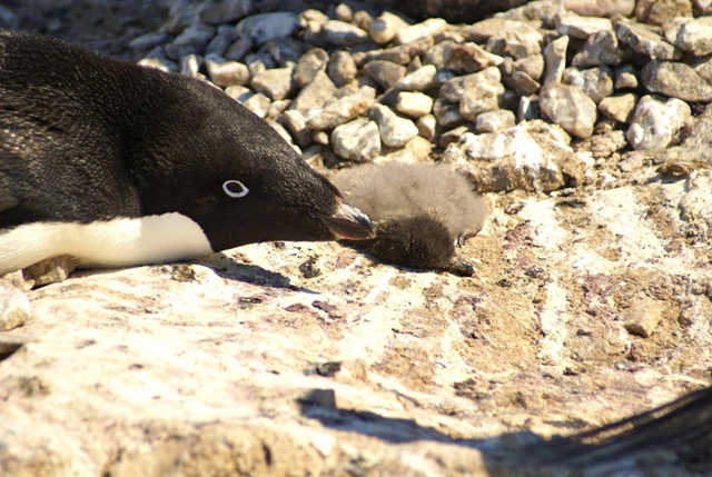 One of thousands of Adélie penguin chicks that starved to death at Dumont d'Urville, in January 2017. Photo: Y. Ropert-Couder/ CNRS/ IPEV