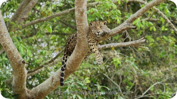 Semana de Grandes Felinos - Jaguares vs Cocodrilos en Nat Geo Wild (5).jpeg