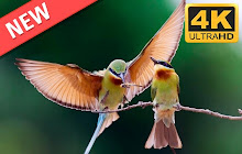 Exotic Birds HD Wallpapers New Tab Theme small promo image