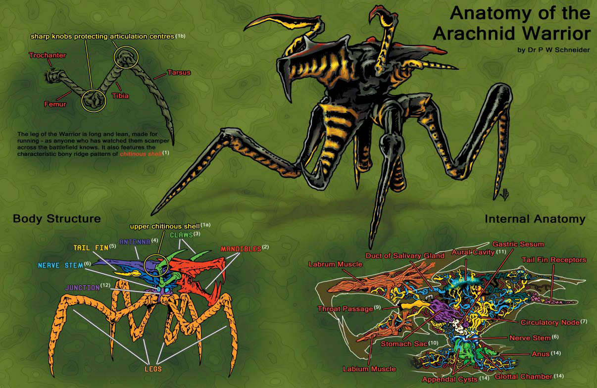 파일:external/vignette4.wikia.nocookie.net/Anatomy_of_the_Arachnid_Warrior.png