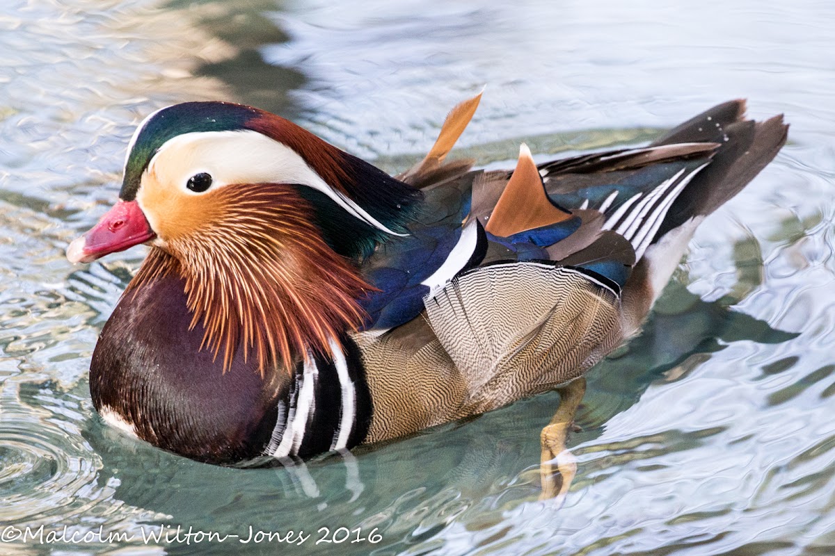 Mandarin Duck; Pato Mandarin