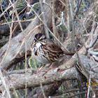 Song sparrow