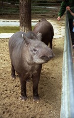 1992.07.06-103.05 tapirs