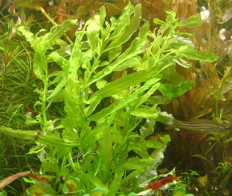 Людвигия наклоняющаяся (Ludwigia inclinata)