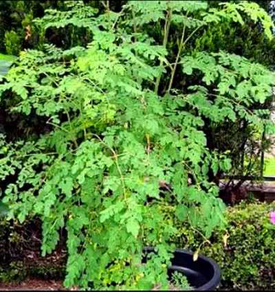 Moringa Tree in a Pot