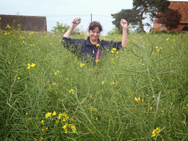 Footpath obscured by rapeseed
